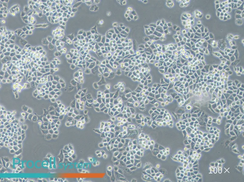 C-33 A Cell Complete Medium - 1