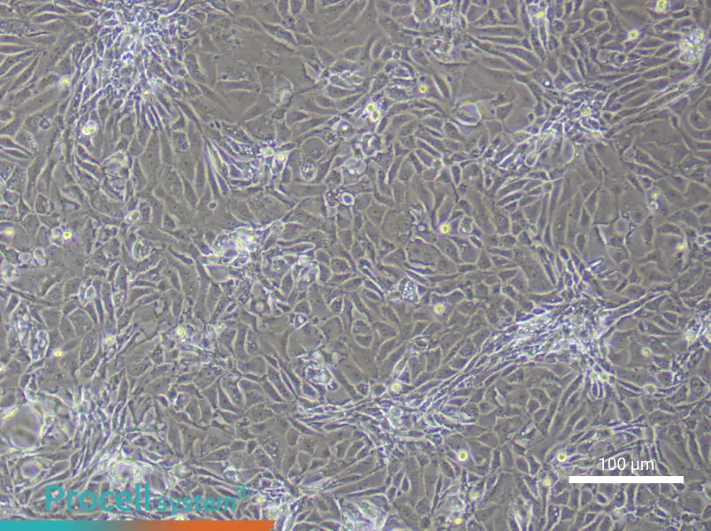 Mouse Prostate Epithelial Cell Complete Medium - 2
