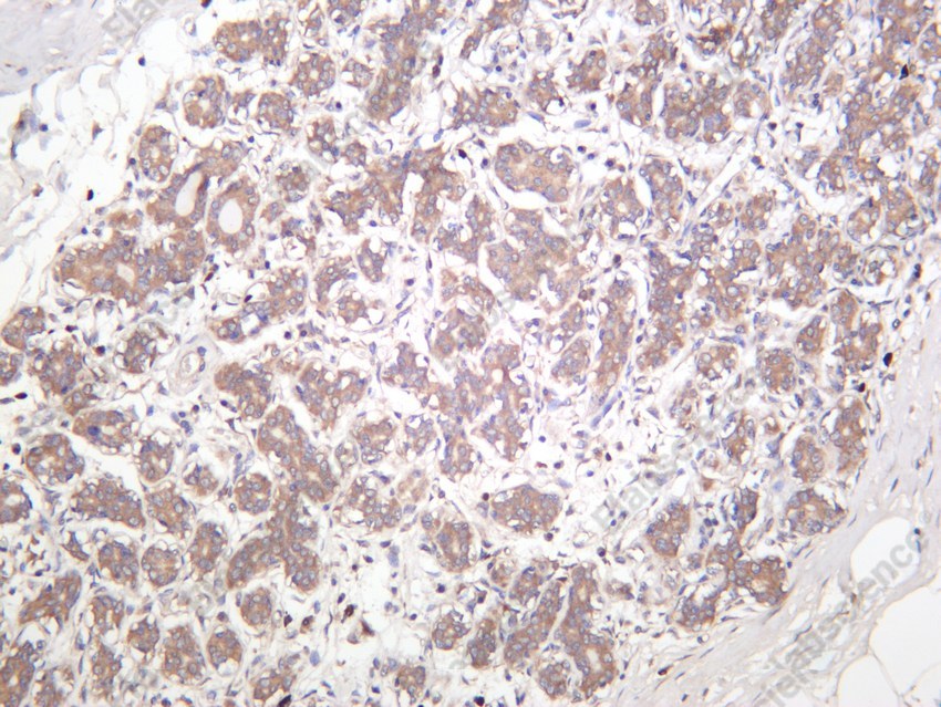 Recombinant mTOR Monoclonal Antibody - 3