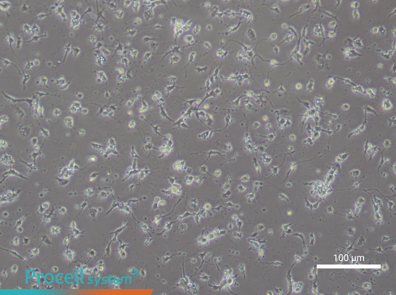 Mouse Spinal Cord Neuron Complete Medium - 1