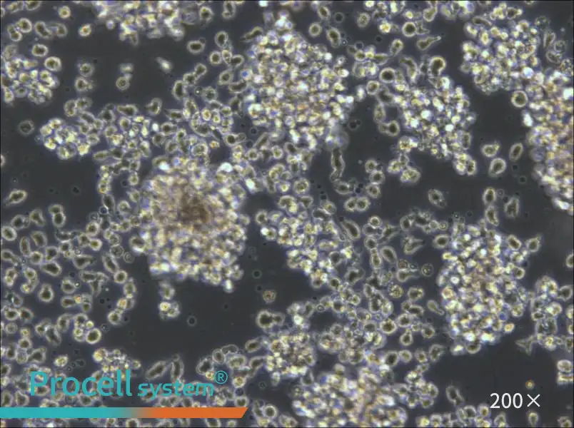 KHYG-1 Cell Complete Medium - 5