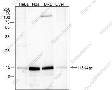 Recombinant Histone H3 (Acetyl Lys4) Monoclonal Antibody - 2