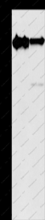 KIF3A Polyclonal Antibody - 1