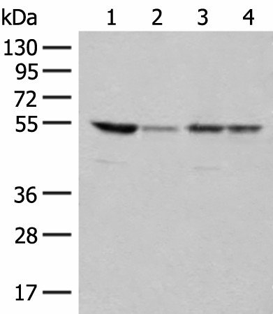 Western blot analysis of 293T and Jurkat cell lysates  using RRP1 Polyclonal Antibody at dilution of 1:400