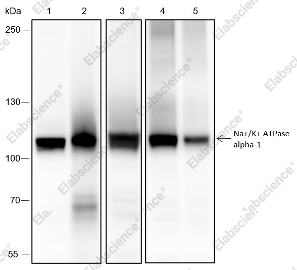 Recombinant Na+/K+ ATPase alpha-1 Monoclonal Antibody - 1