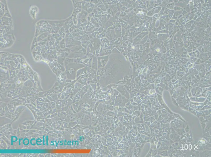 A-704 Cell Complete Medium - 3