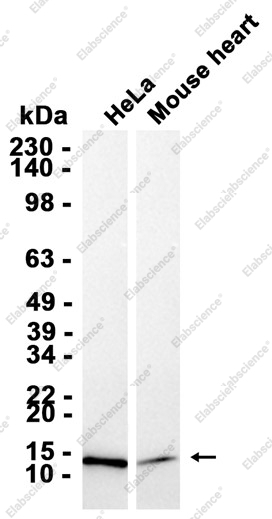 Recombinant Adrenodoxin Monoclonal Antibody - 1