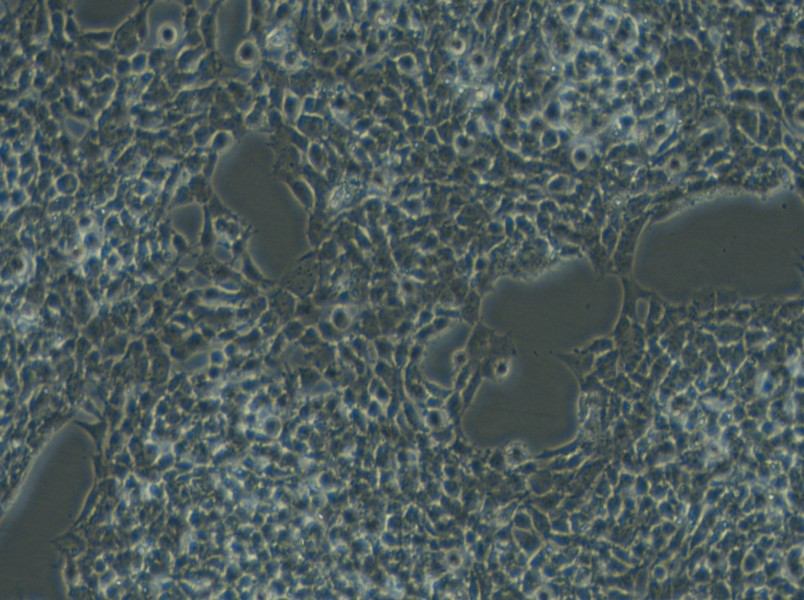 A-673 Cell Complete Medium - 6