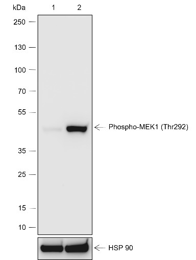Recombinant Phospho-MEK1 (Thr292) Monoclonal Antibody-searchlist-1