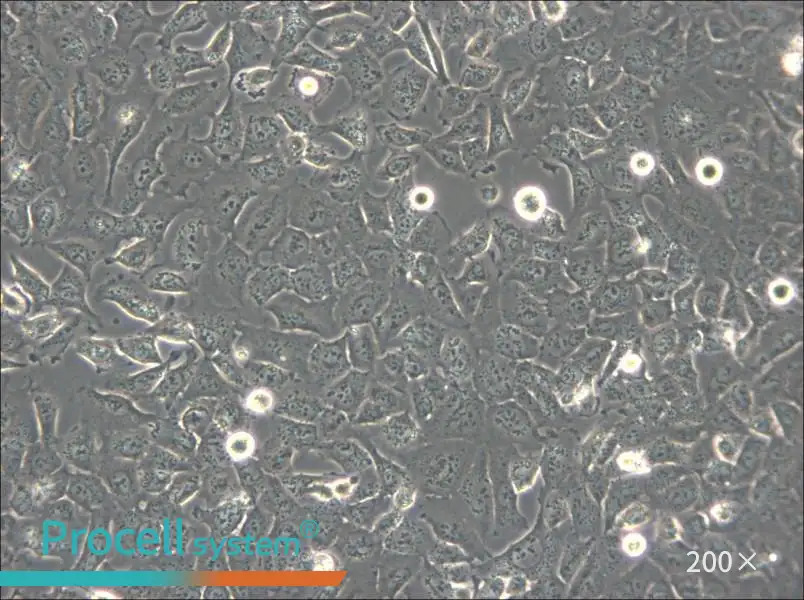 BPH-1 Cell Complete Medium - small - 5