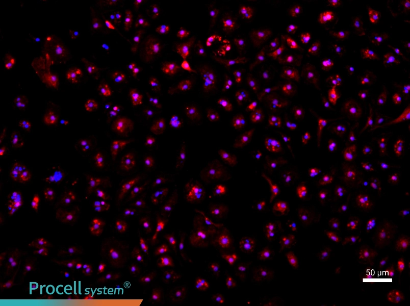 Mouse Bone Marrow-Derived Endothelial Progenitor Cell Complete Medium - 1