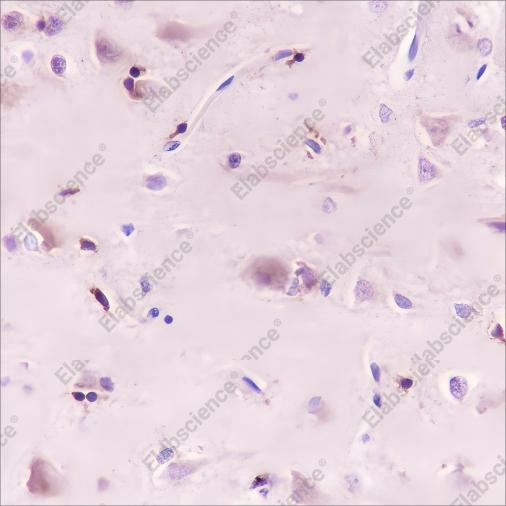 Recombinant WWOX Monoclonal Antibody - 3