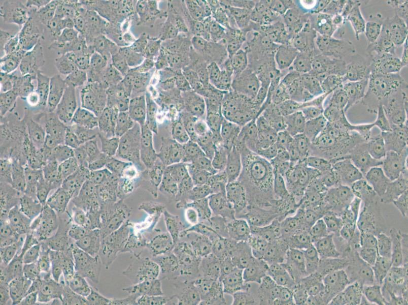 SK-MES-1 Cell Complete Medium - 4
