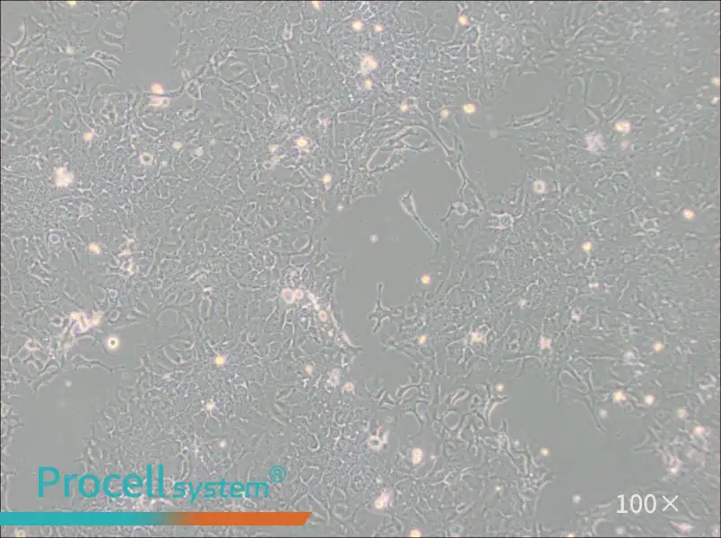 TE-10 Cell Complete MediumTE-10 Cell Complete Medium - 2