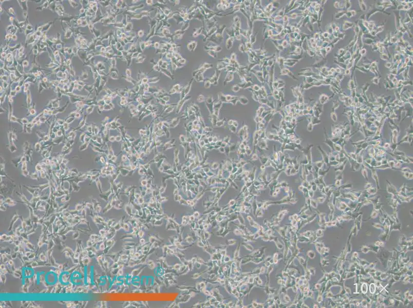 MFC Cell Complete Medium - 2