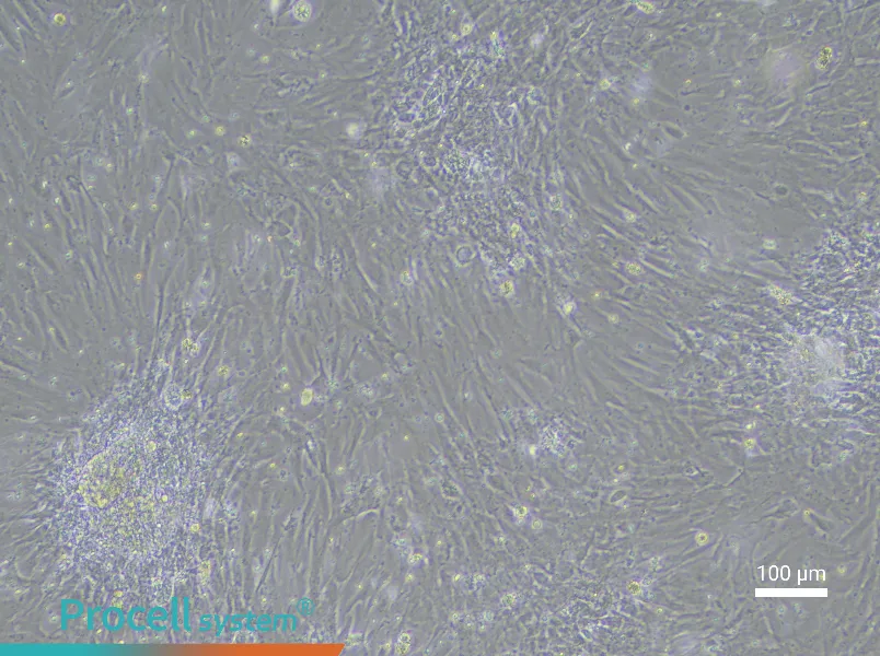 Rat Renal Fibroblast Complete Medium - 2