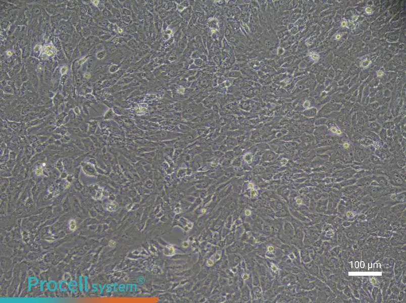 Rabbit Epiphyseal Chondrocyte Complete Medium - 1