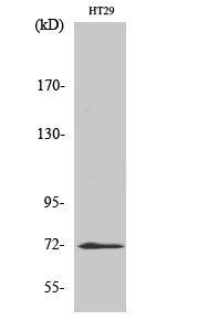 Western Blot analysis of HT-29 cells with ABCG2 Polyclonal Antibody.