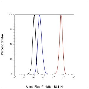 Recombinant SATB1 Monoclonal Antibody - small - 3