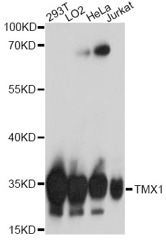 Western blot analysis of extracts of various cell lines using TMX1 Polyclonal Antibody at 1:1000 dilution.