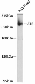 Western blot analysis of extracts of NCI-H460 cells using ATR Polyclonal Antibody at 1:1000 dilution.