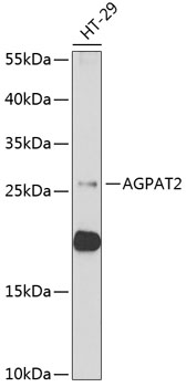 Western blot analysis of extracts of HT-29 cells using AGPAT2 Polyclonal Antibody at dilution of 1:1000.