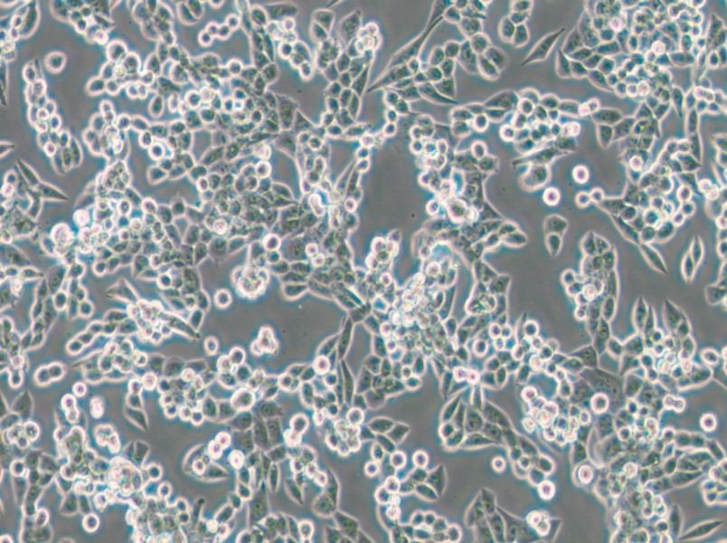 LLC [LL/2; LLC1] Cell Complete Medium - small - 4