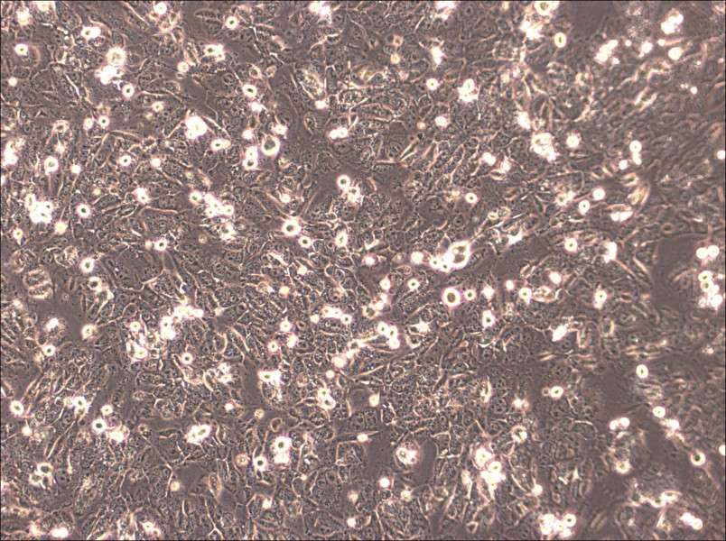 HTh83 Cell Complete Medium-searchlist-1