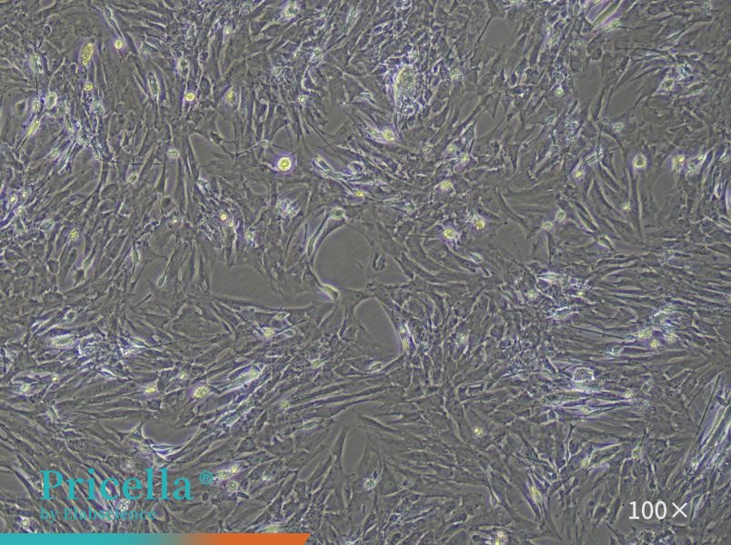 Rat Saphenous Vein Smooth Muscle Cells Isolation and Culture Kit - small - 2