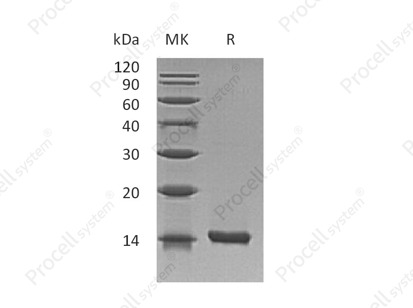 IL-22, Mouse, Recombinant