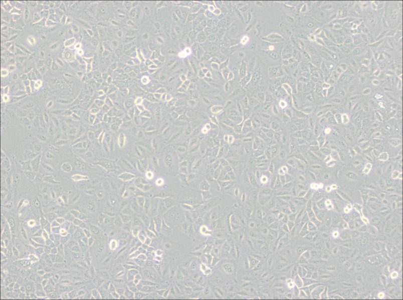 A549 [A-549] Cell Complete Medium - small - 3