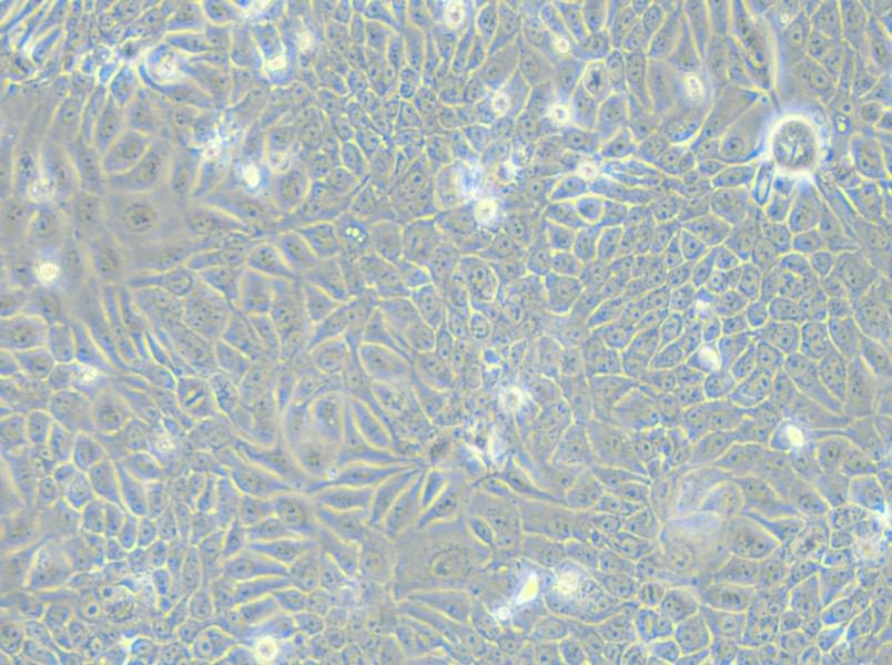 Eca-109 Cell Complete Medium - small - 6