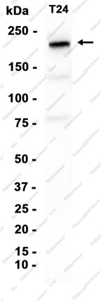 Recombinant C3 Monoclonal Antibody - 1
