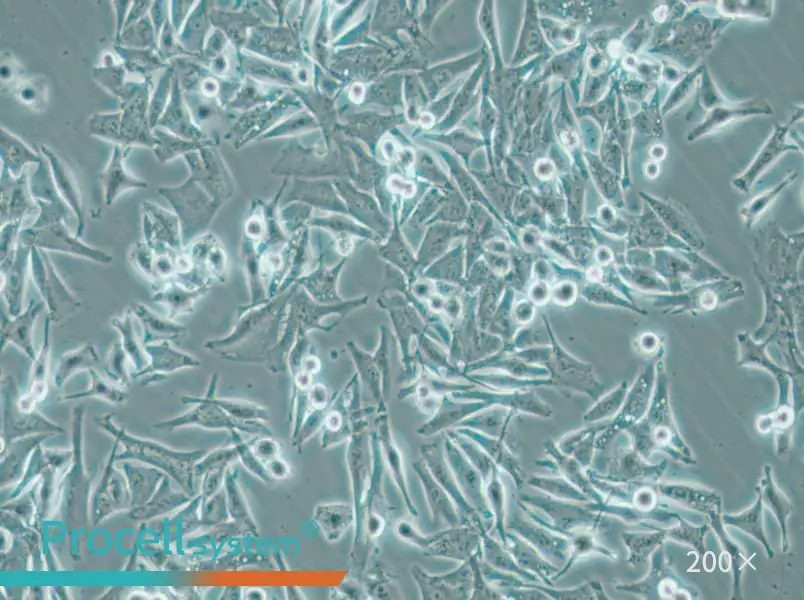 SK-MEL-5 Cell Complete Medium - small - 5
