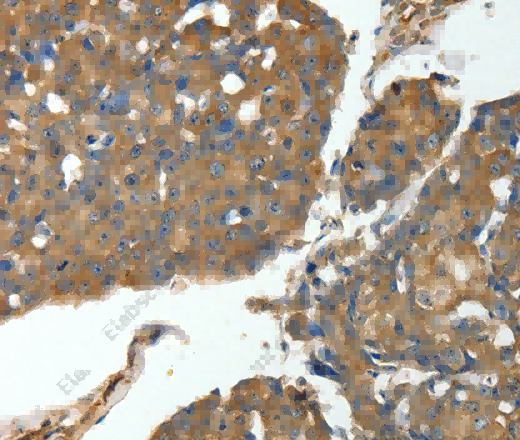 MSN Polyclonal Antibody - 2
