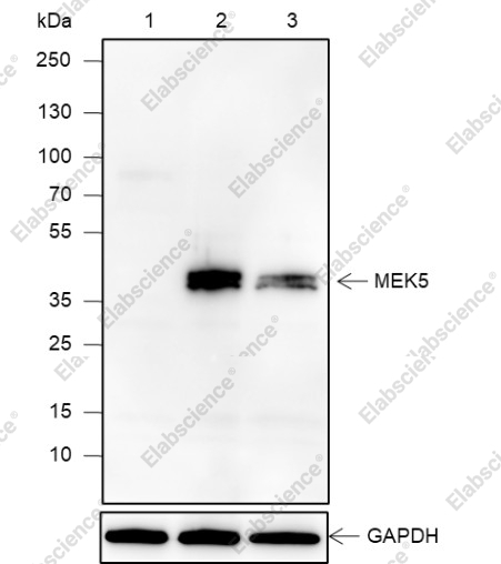 Recombinant MEK5 Monoclonal Antibody - 1