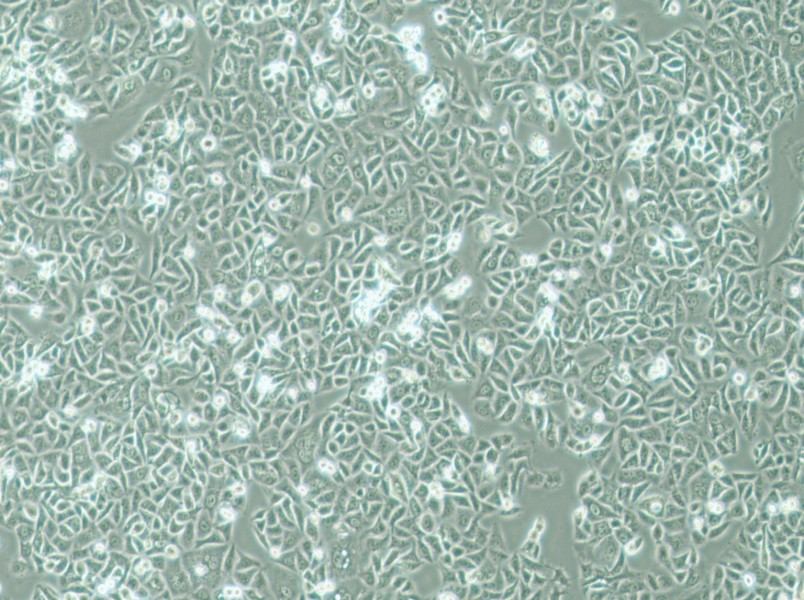 G-401 Cell Complete MediumG-401 Cell Complete Medium - 3