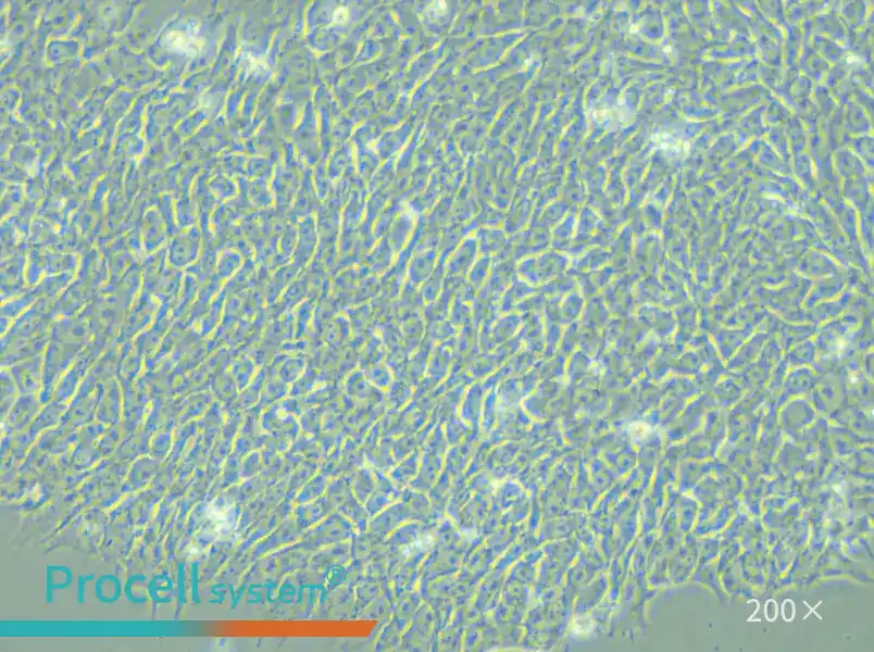 DYR0100 Cell Complete Medium - small - 6