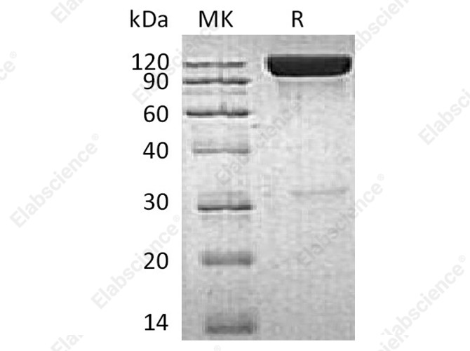 Recombinant Human ICAM-1/CD54 Protein (Fc Tag) - 1