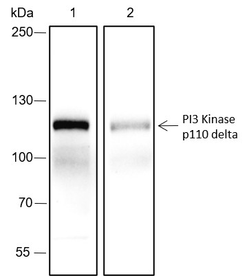 Recombinant PI3 Kinase p110 delta Monoclonal Antibody-searchlist-1