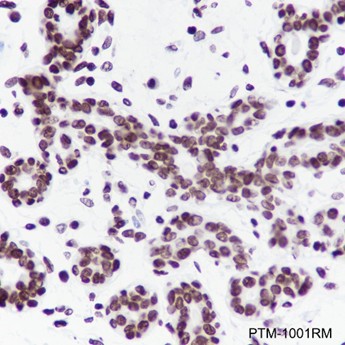 Recombinant Histone H3 (NT) Monoclonal Antibody-searchlist-2