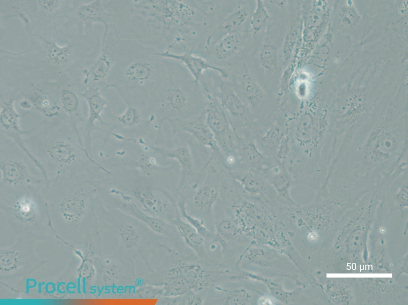 SRA01/04 Cell Complete Medium - 5