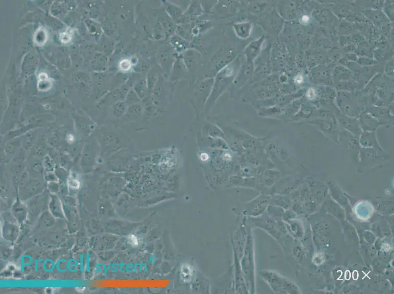 WI-38 VA-13 subline 2RA Cell Complete Medium - 5