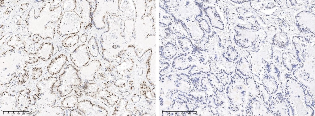 Recombinant Phospho-CREB (Ser133) Monoclonal Antibody - small - 2