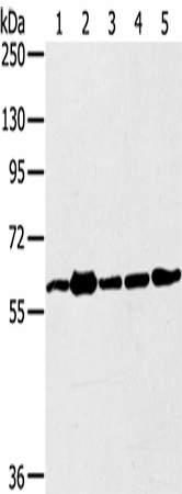 Western Blot analysis of 231, Jurkat, A549, hela and 293T cell using TRIM45 Polyclonal Antibody at dilution of 1:400