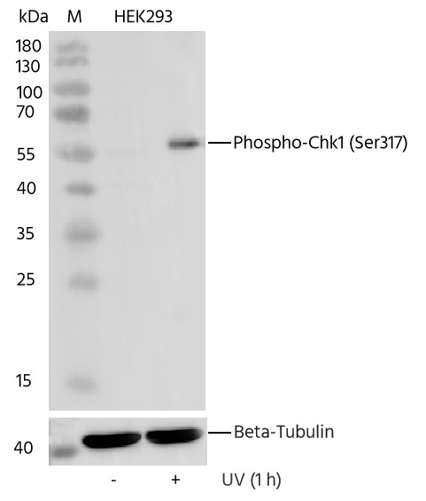 Recombinant Phospho-Chk1 (Ser317) Monoclonal Antibody-searchlist-1