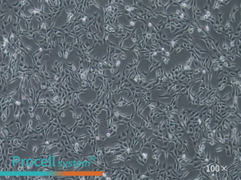 B104 Cell Complete Medium - 1