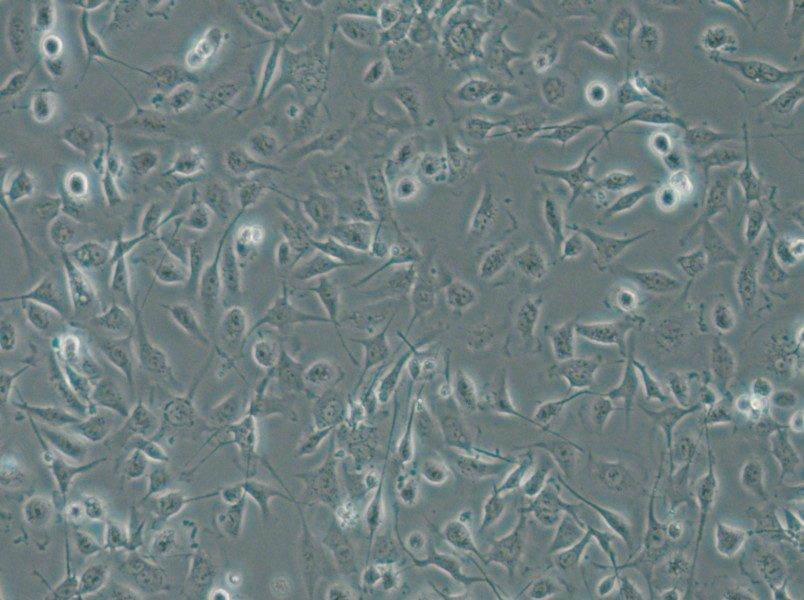 HBE135-E6E7 Cell Complete Medium - 6