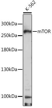 Western blot analysis of extracts of K-562 cells using mTOR Polyclonal Antibody at dilution of 1:1000.