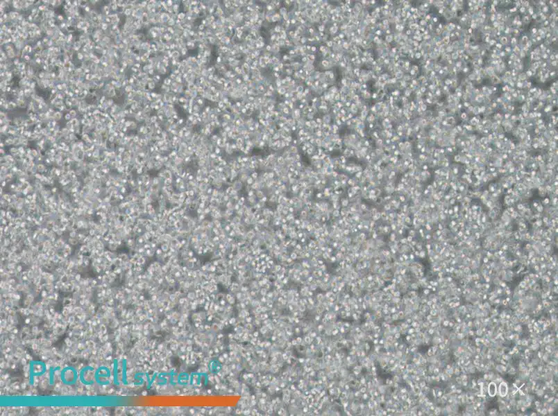 T2 Cell Complete Medium - 1